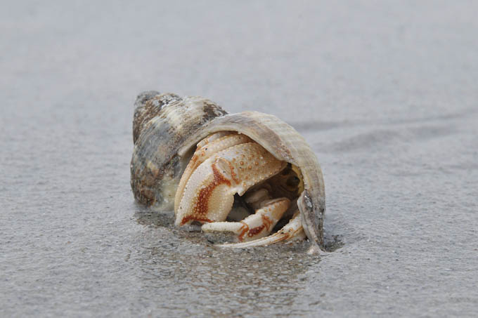 heremietkreeft (pagurus bernhardus) 10-2010 2851