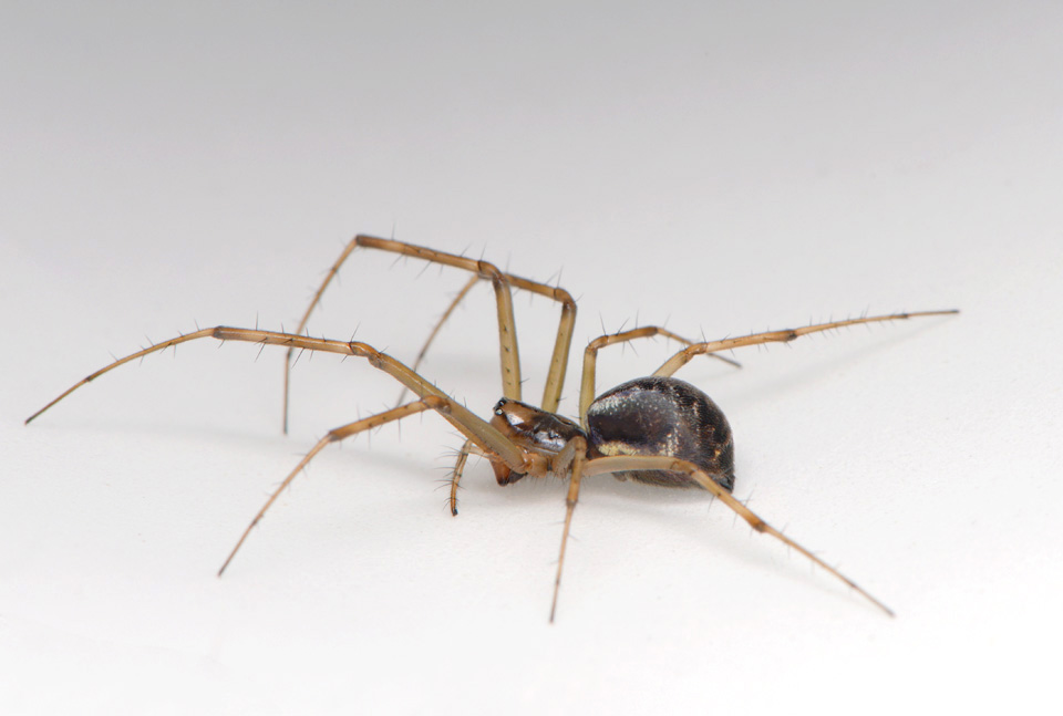 herfsthangmatspin (linyphia triangularis) 10-2014 1059