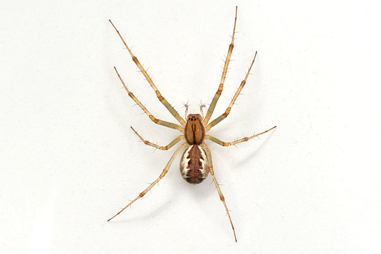 herfsthangmatspin (linyphia triangularis) 9-2012 9943