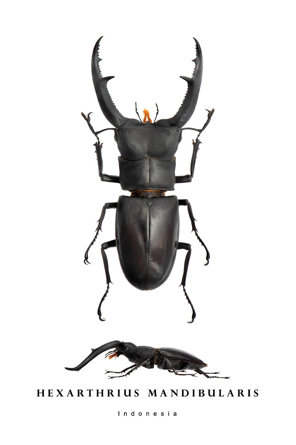 hexarthrius mandibularis