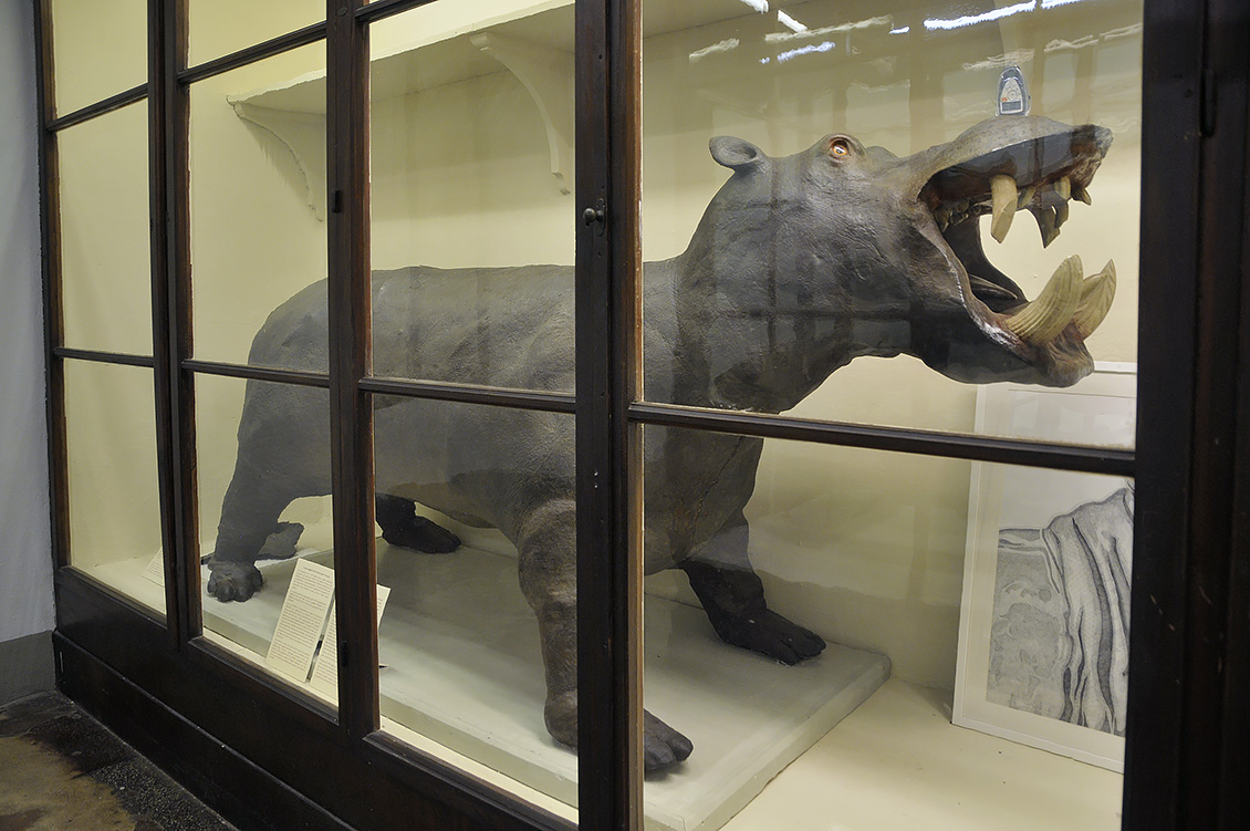 hippo specola 8-2017 1454