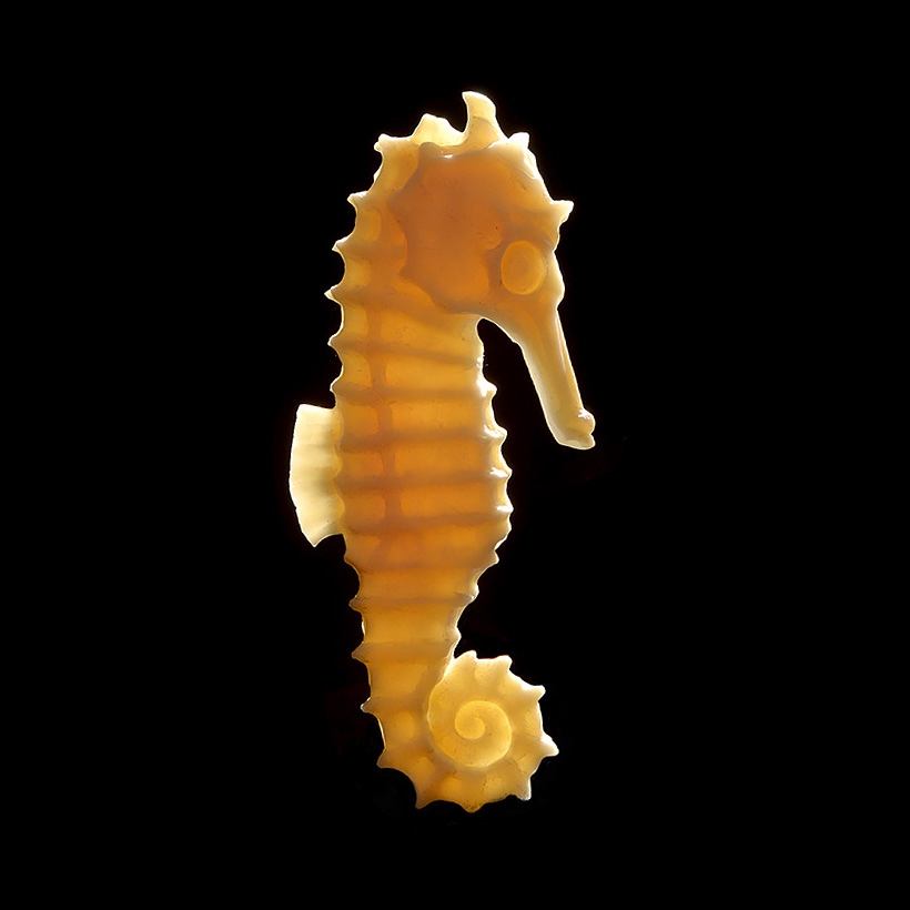 hippocampe d ivoire 10-2016 3017