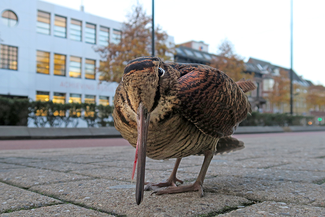 houtsnip (Scolopax rusticola) 22-11-2016 3435