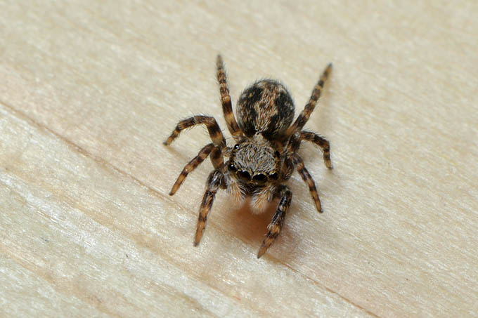huisspringspin (euophrys lanigera) 01-2012 4324