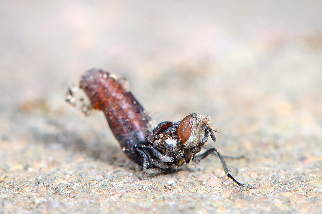 huisvlieg (Musca domestica) 7-2018 5579