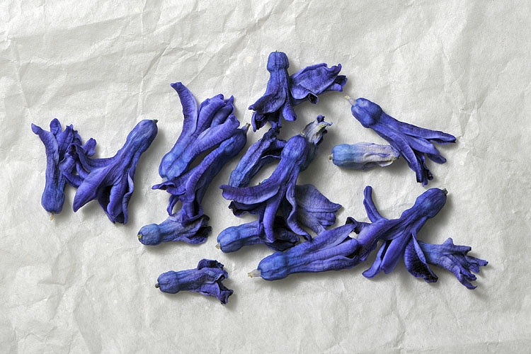 hyacinthknoppen (hyacinthus orientalis) 3-2013 4329