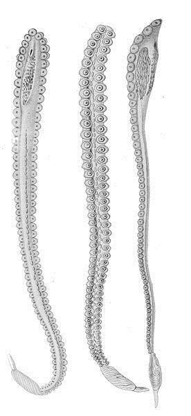 iconographie du regne animal de cuvier 1829