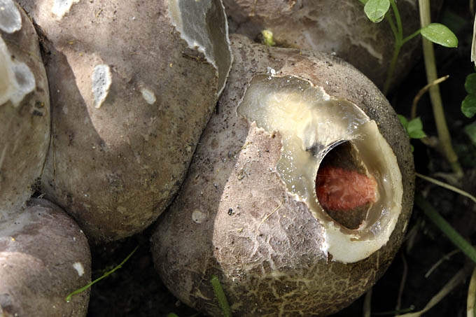 inktviszwam 08-2011 0795