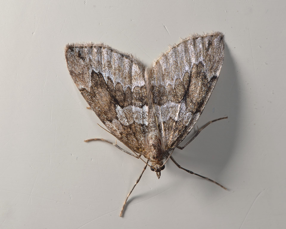 jeneverbesspanner (thera juniperata) 11-2013 7163