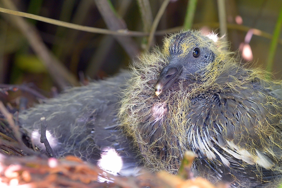 jonge houtduif (Columba palumbus) 7-2017 3132