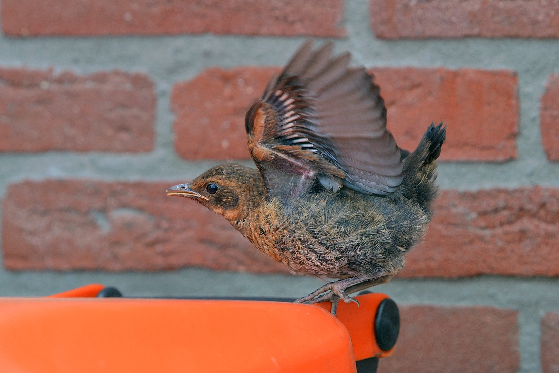 jonge merel 4-2016 8585