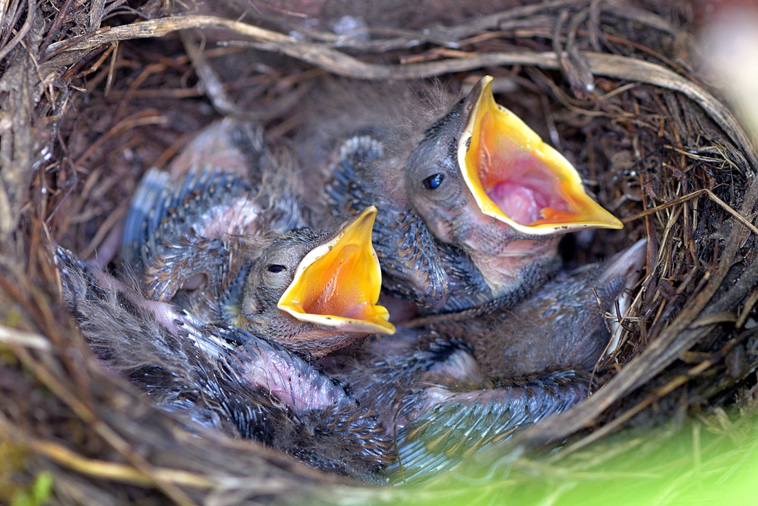 jonge merels 6-2016 1599