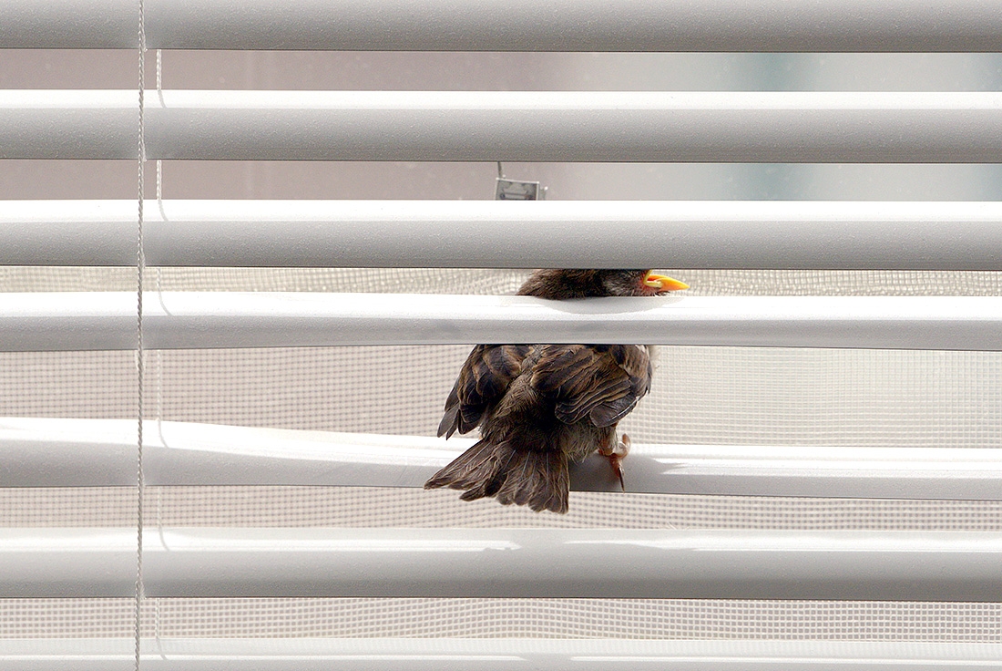 jonge mus (Passer domesticus) 5-2017 0577