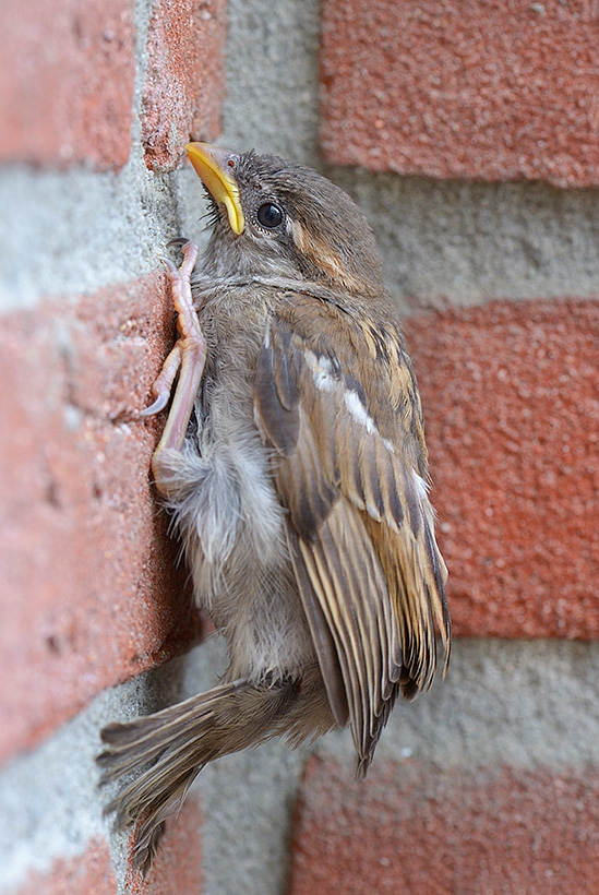 jonge mus (Passer domesticus) 5-2017 0608