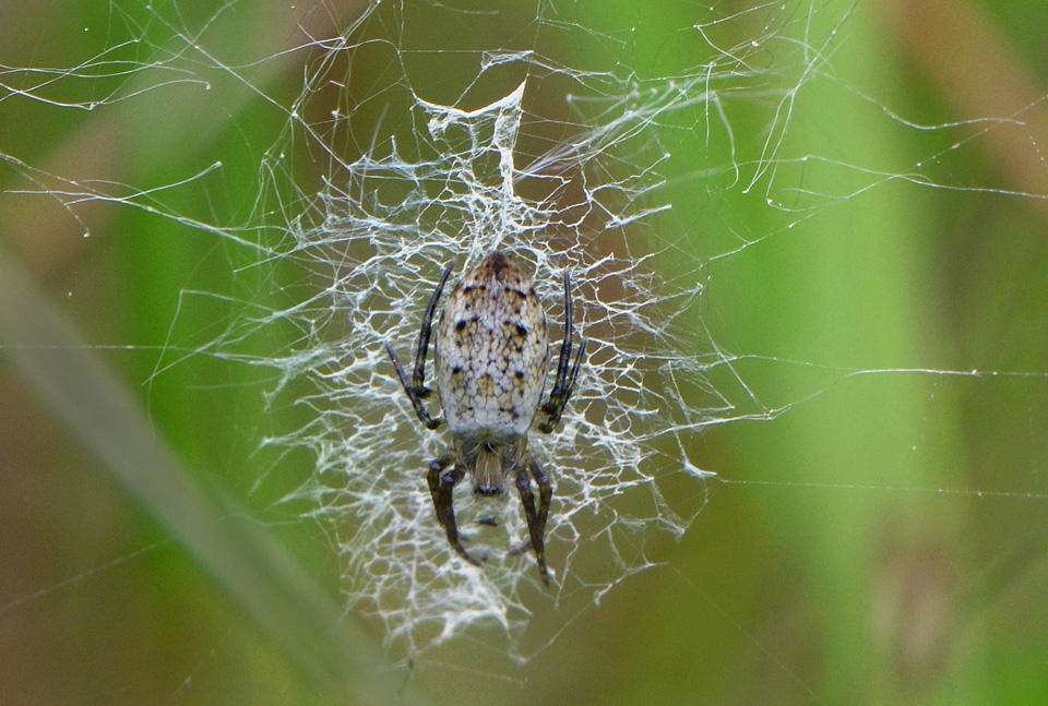 jonge wespspin (argiope bruennichi) 6-2014 9953
