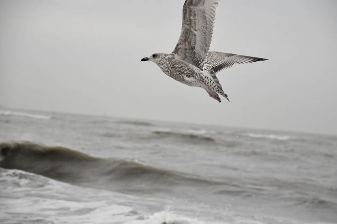 jonge zilvermeeuw (larus argentatus) 10-2708