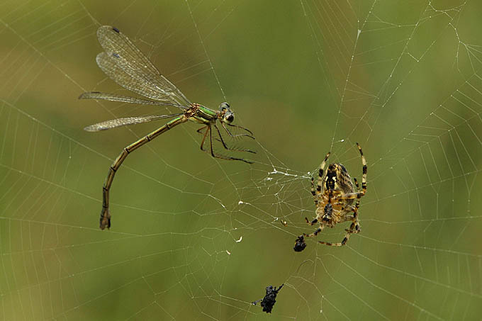 juffer met kruisspin 11-2011 1050