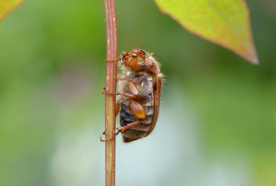 junikever 6-2015 2652