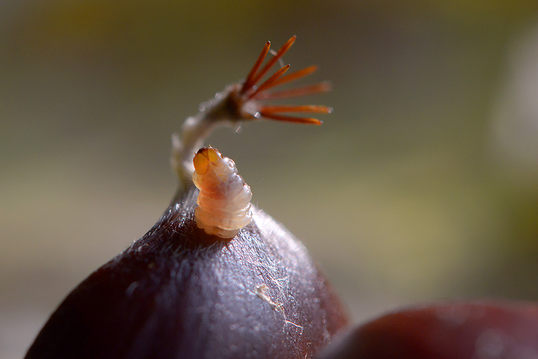 kastanje snuitkever (curculio elephas) 10-2016 2648