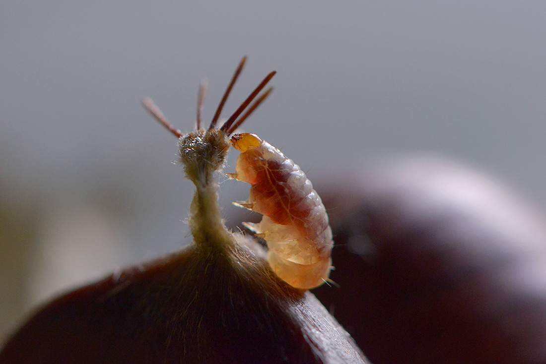 kastanje snuitkever (curculio elephas) 10-2016 2664