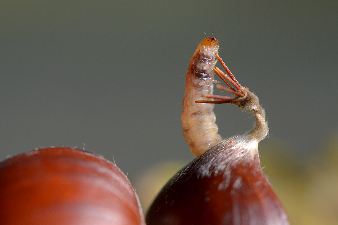 kastanje snuitkever (curculio elephas) 10-2016 2710