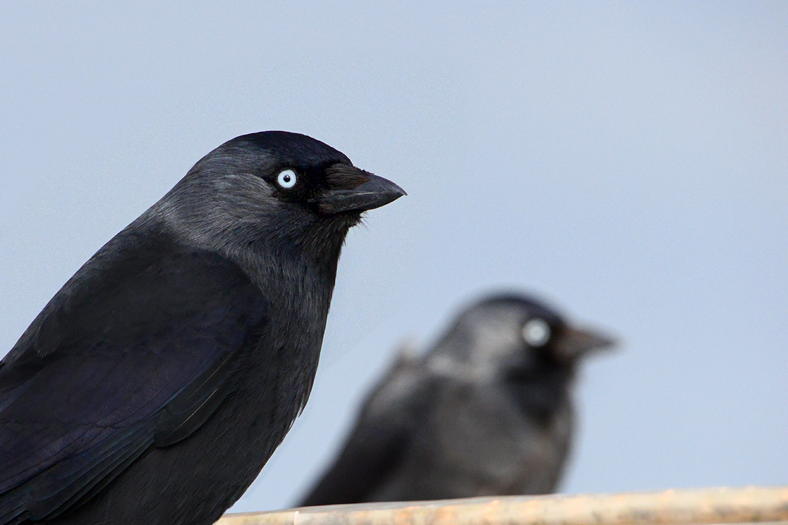 kauw (Corvus monedula) 2-2018 0558