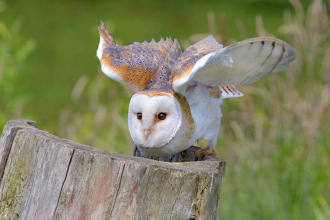 kerkuil (tyto alba) 6-2016 0390