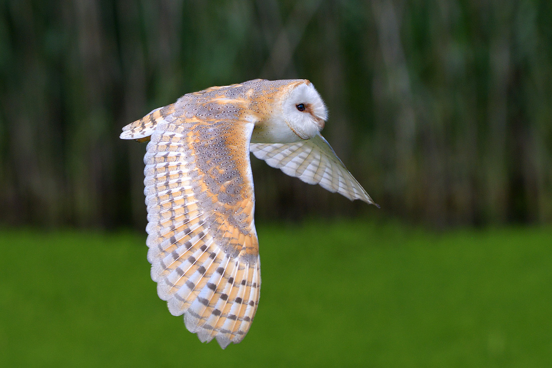 kerkuil (tyto alba) 6-2016 0456