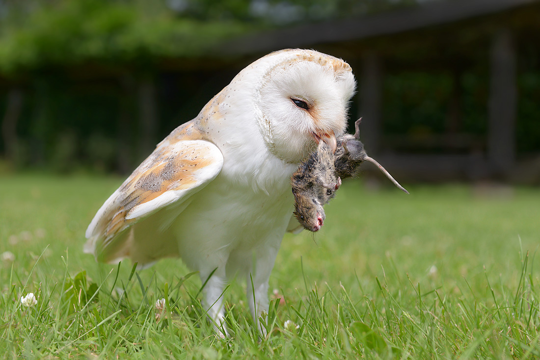 kerkuil (tyto alba) 6-2016 1076