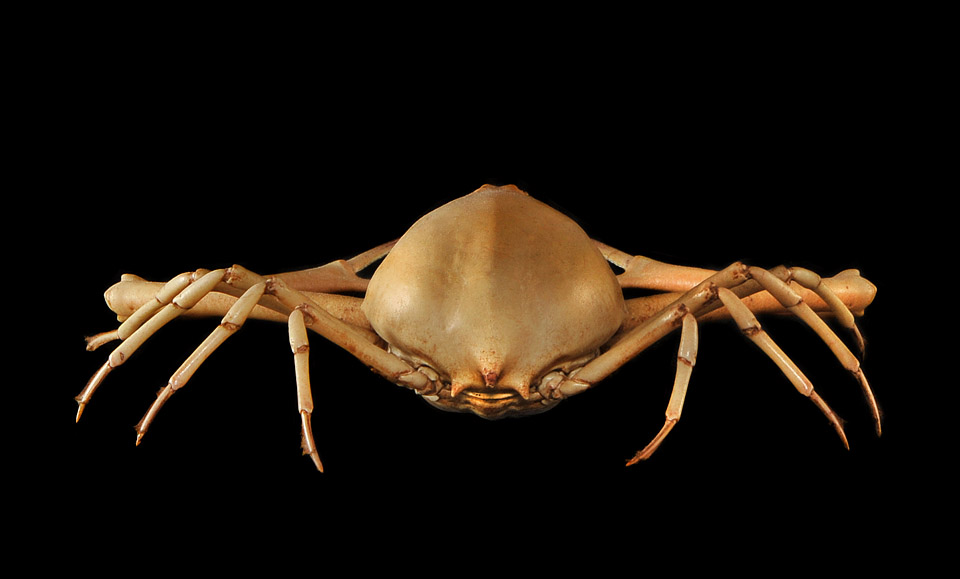 kiezelkrab (randallia eburnea) 2012