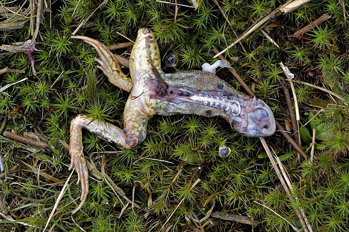 kikker de moer 03-2011 5033