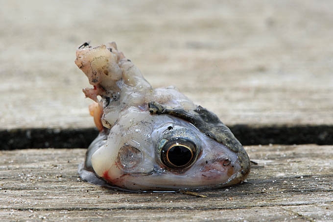 kikker de moer 03-2011 5049