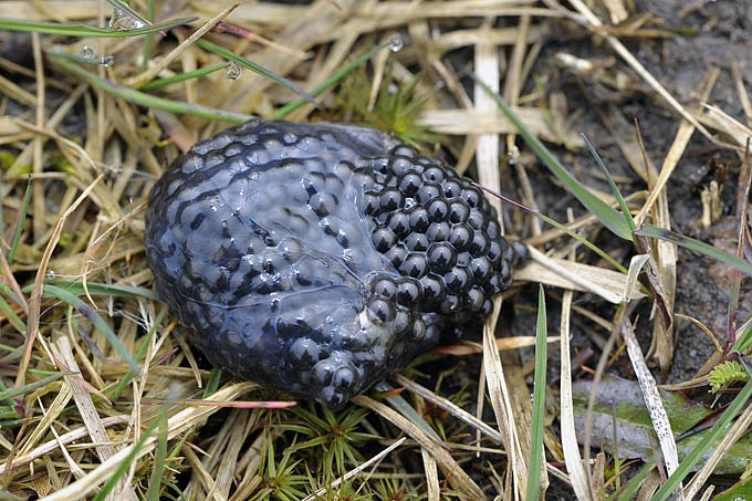 kikkerdril de moer 03-2011 5037