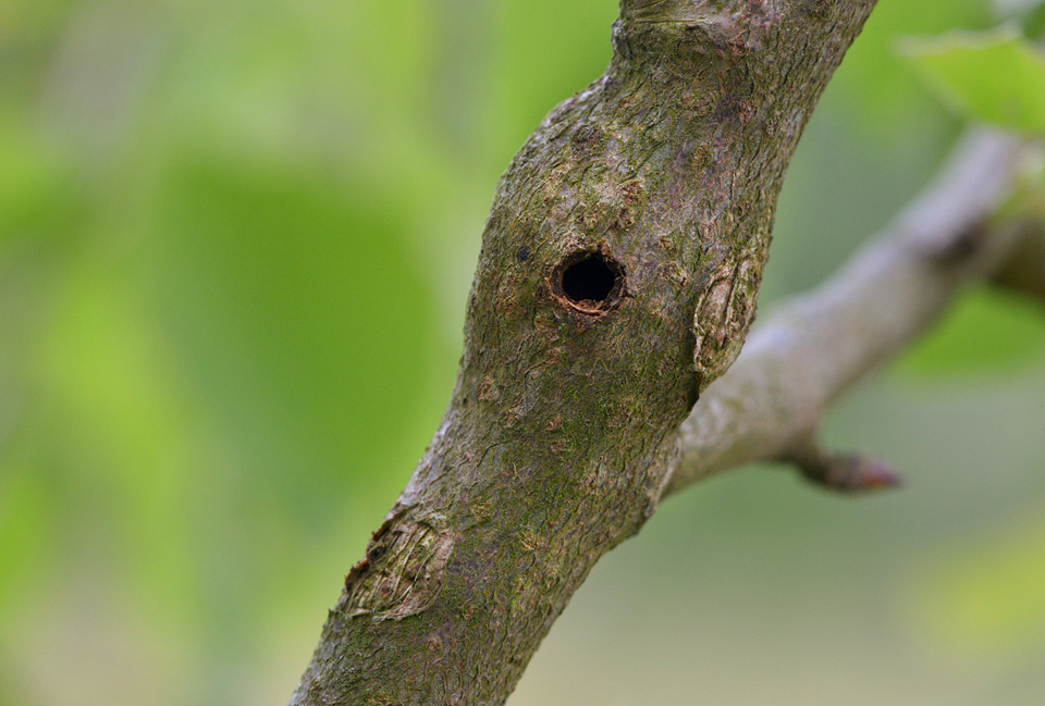 kleine populierenboktor (saperda populnea) uitvlieggat 5-2014 9448