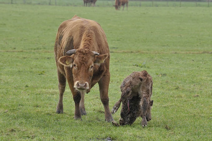 koe met pasgeboren kalf (bos taurus) 1978