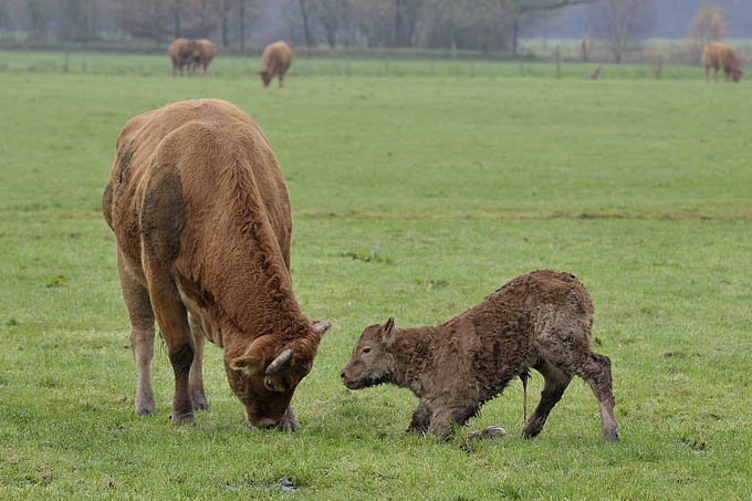 koe met pasgeboren kalf (bos taurus) 1981