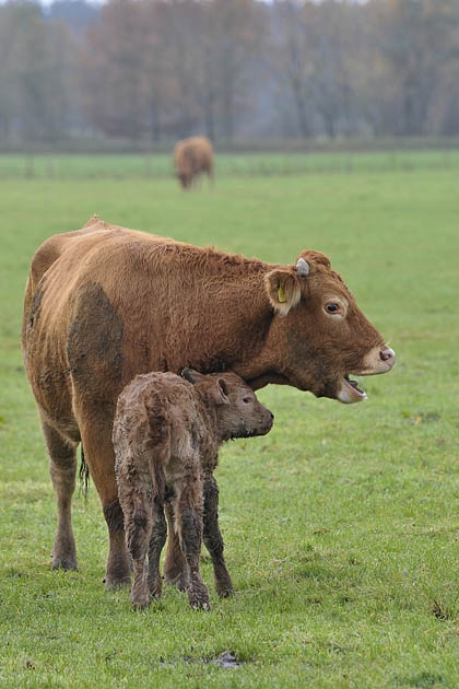 koe met pasgeboren kalf (bos taurus) 1988