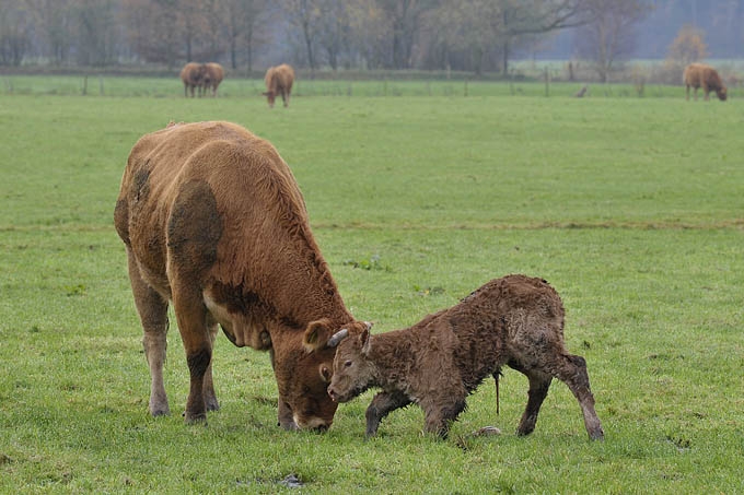 koe met pasgeboren kalf (bos taurus) 1982