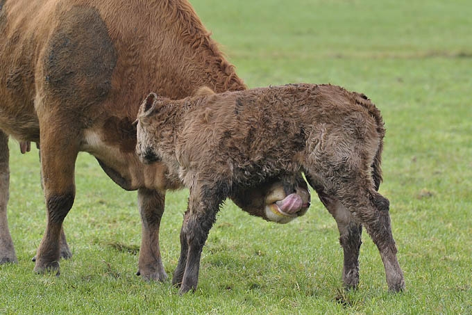 koe met pasgeboren kalfje (bos taurus) 1985