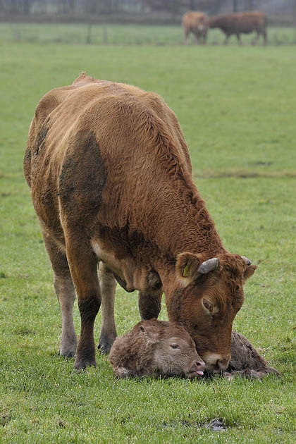 koe met pasgeboren kalf (bos taurus) 1969