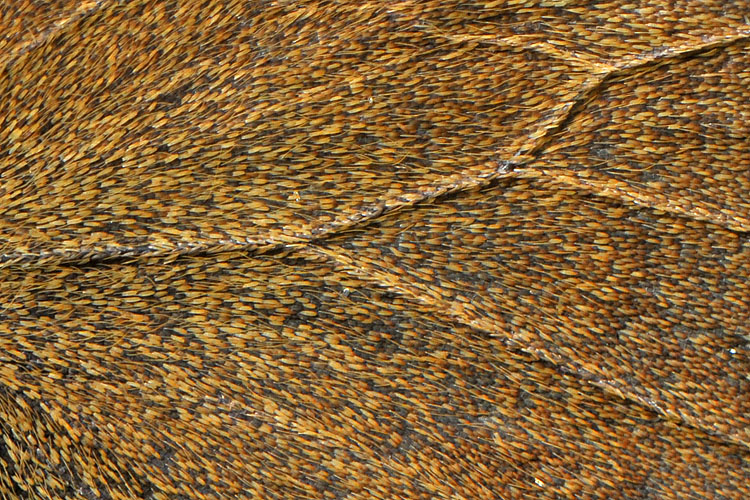 koevinkje (aphantopus hyperantus)7-2012 9499