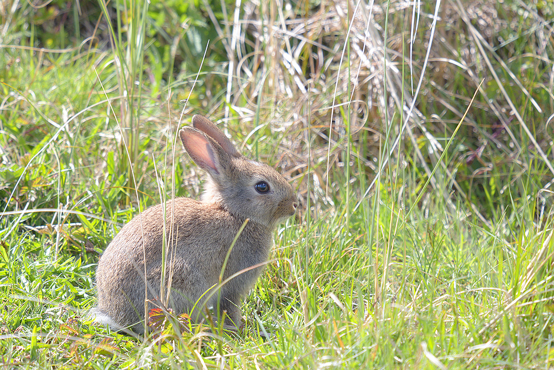 konijn (Oryctolagus cuniculus) 4-2017 9099