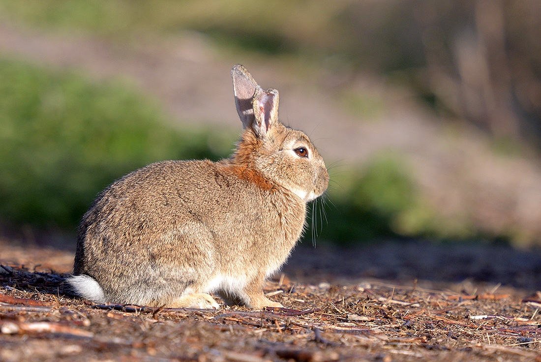 konijn (Oryctolagus cuniculus) 4-2017 9727