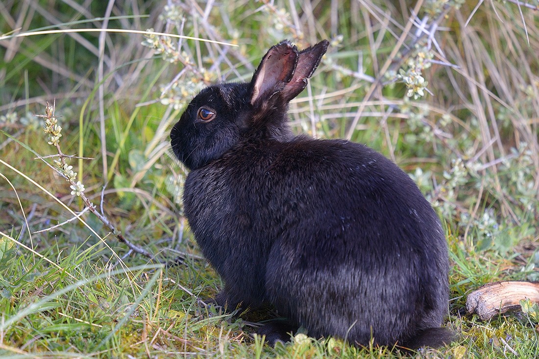 konijn (Oryctolagus cuniculus) 4-2017 9770