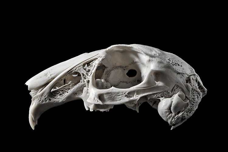 konijnenschedel (oryctolagus cuniculus) 2-2013 3648