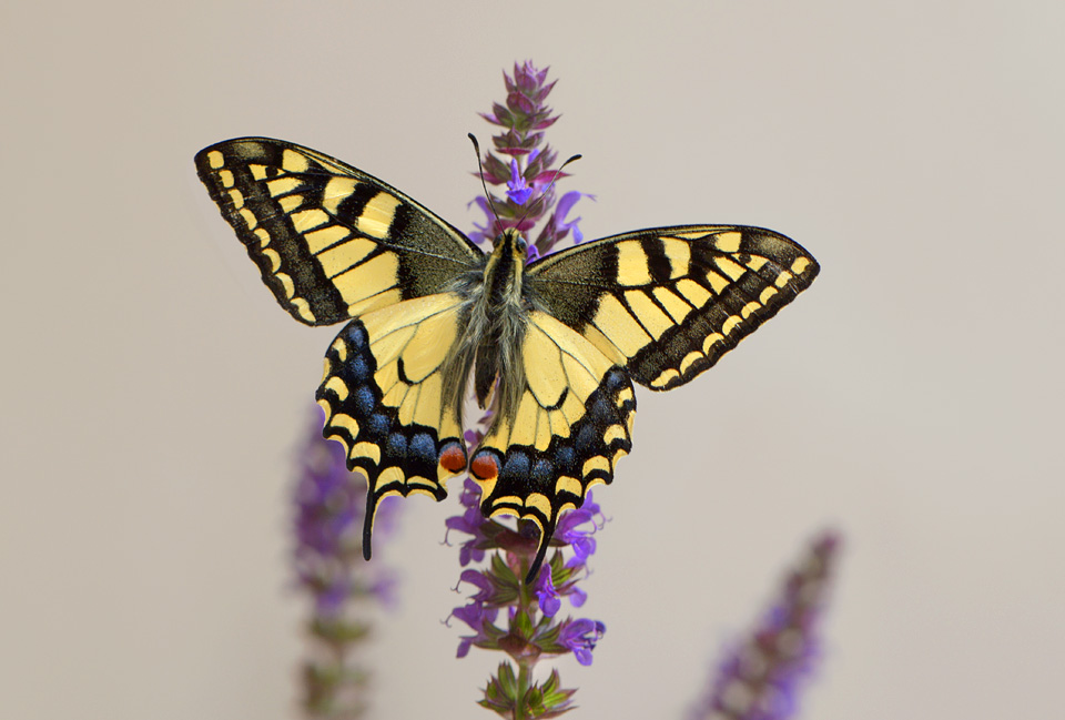 koninginnenpage (Papilio machaon) 6-2014 9864