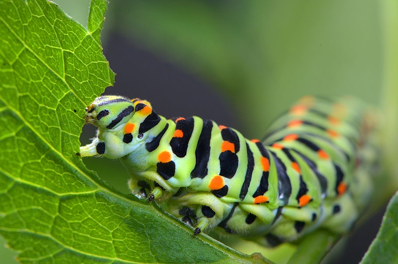 koninginnepage (papilio machaon) 9-2013 3423
