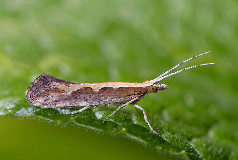 koolmot (plutella xylostella) 7-2014 0074