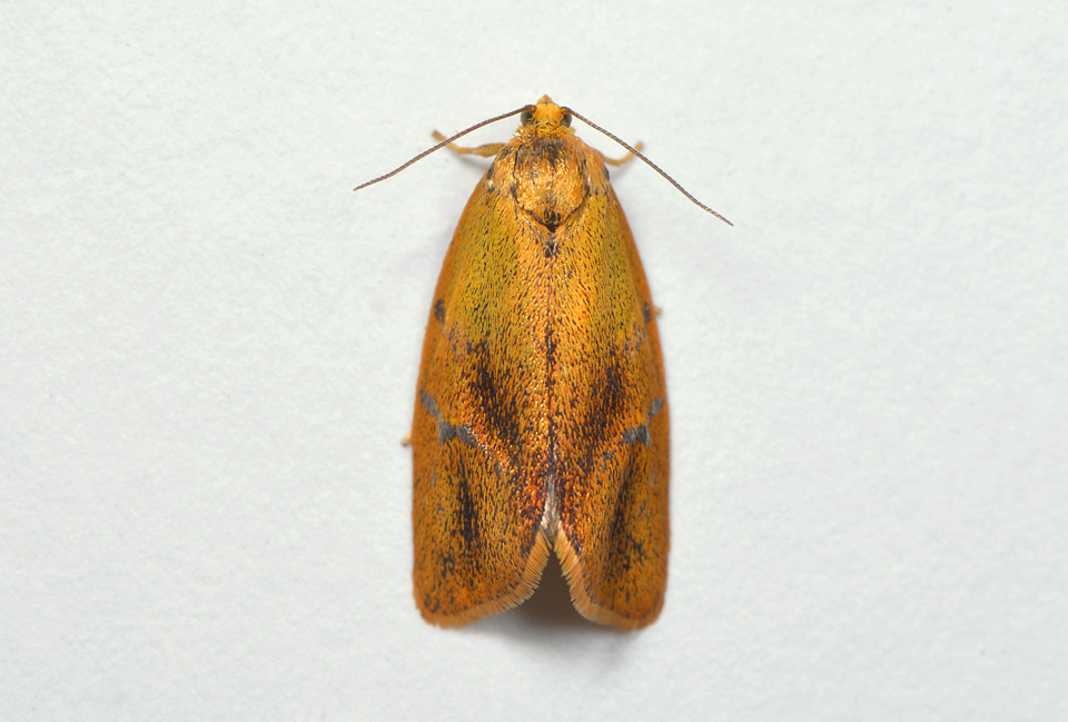 koraalbladroller (Ptycholoma lecheana) 5-2014 9495