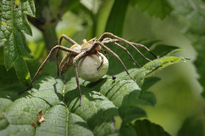 kraamwebspin met eizak (pisaura mirabilis)